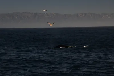 DSC_6653 (Large).JPG